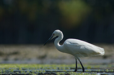 Little Egret ( Egretta Garzetta ) on water with nature backgroun