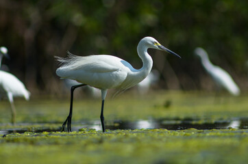 Little Egret ( Egretta Garzetta ) on water with nature backgroun