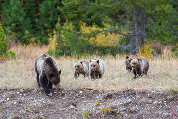 The famous Grizzly Bear 399 and her cubs grazing in a field amidst the fall colors in Grand Teton...