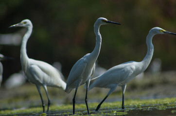 Little Egret ( Egretta Garzetta ) on water with nature backgroun