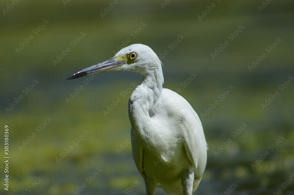 Wall mural little egret ( egretta garzetta ) on water with nature backgroun