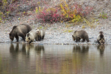 Grizzly Bear 399 and her four cubs getting a drink of water by the river in Grand Teton National Park (Wyoming). © Patrick