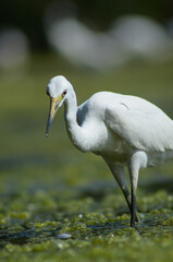 Little Egret ( Egretta Garzetta ) on water with nature backgroun