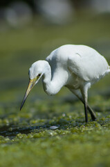 Little Egret ( Egretta Garzetta ) on water with nature backgroun