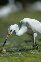 Little Egret ( Egretta Garzetta ) on water with nature backgroun