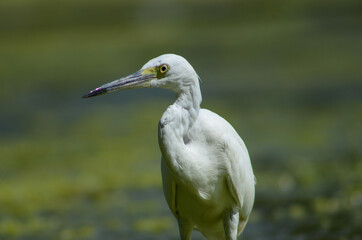 Little Egret ( Egretta Garzetta ) on water with nature backgroun