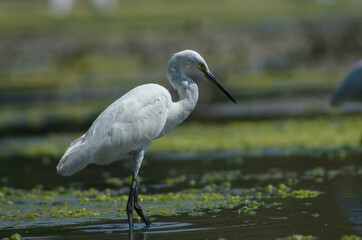 Little Egret ( Egretta Garzetta ) on water with nature backgroun