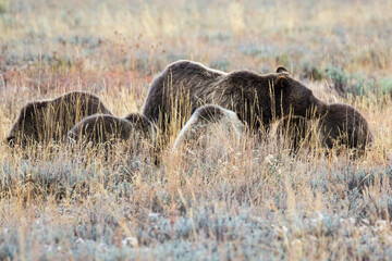 The famous grizzly bear 399 roaming in a field in Grand Teton National Park in Wyoming. 