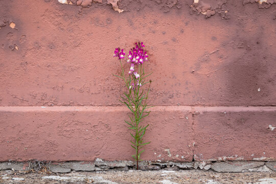 Small purple flower growing out of a crack in the sidewalk, against an old pink wall