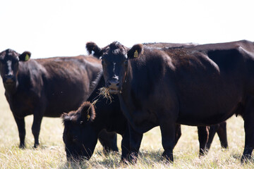 angus en el campo