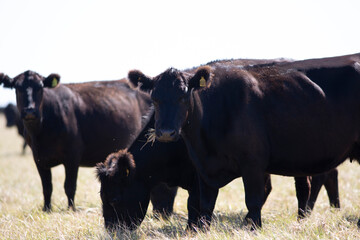 angus en el campo
