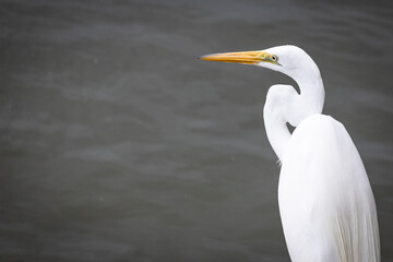 A white heron head with a colorfull bick