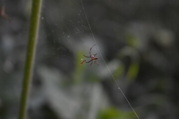 Spider