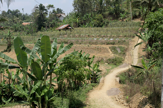 View of fields in the Sukawangi area, Bogor, Indonesia, which are planted with various types of plants such as bananas, corn, chilies, and others
