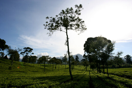 The morning sun shines on the Malabar tea plantation, Pangalengan, West Java, Indonesia
