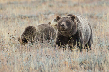 The famous grizzly bear 399 roaming in a field in Grand Teton National Park in Wyoming. 