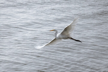 Fototapeta na wymiar White heron flying above the river