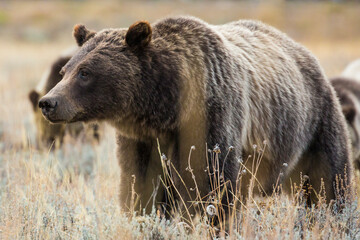 The famous grizzly bear 399 roaming in a field in Grand Teton National Park in Wyoming. 