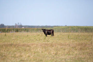 angus en el campo