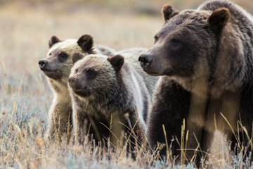 The famous grizzly bear 399 roaming in a field in Grand Teton National Park in Wyoming.  © Patrick