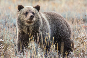 A wild grizzly bear cub belonging to the famous grizzly bear 399 grazing in a field in Grand Teton...