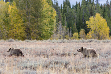 The famous grizzly bear 399 roaming in a field in Grand Teton National Park in Wyoming. 