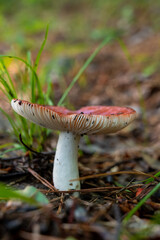 Mushroom On Forest Floor