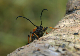 Macro with a disabled beetle, a species of ground beetle. Insect beetle on wood with a sick eye injury.