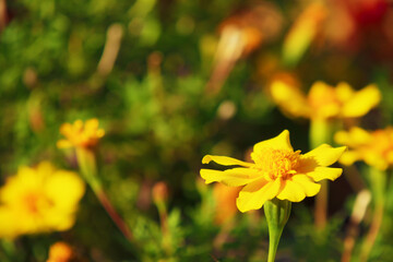 花