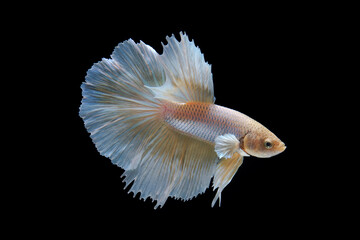 Obraz premium The moving moment beautiful of betta fish on black background