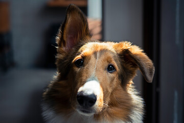 Collie portrait