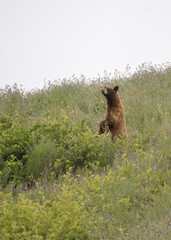 Momma black bear with cubs hidden in the grass