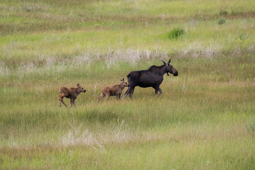 COw moose with twin calves