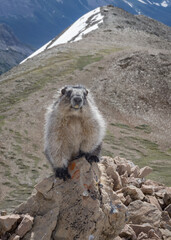Hoary marmot poses for photo