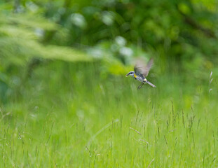 warbler catching an insect in spring