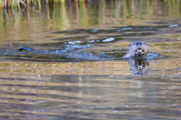Wild river otters swimming around and catching fish in a pond in Grand Teton National Park (Wyoming).