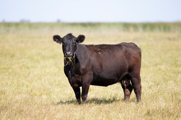 angus en el campo