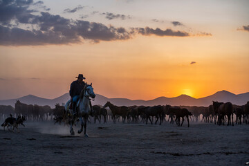 Wild horses run in foggy at sunset. Between Cappadocia and Kayseri, Turkey
