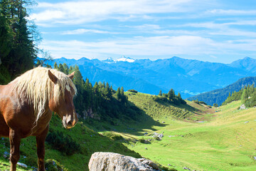 horse in the mountains, Rofan Mountains in Tyrol, Austria