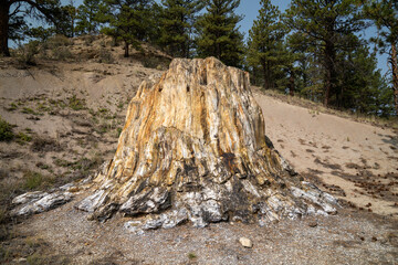 Big Stump, a petrified tree in Florissant Fossil Beds National Monument © MelissaMN