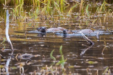 Wild river otters swimming around and catching fish in a pond in Grand Teton National Park (Wyoming).