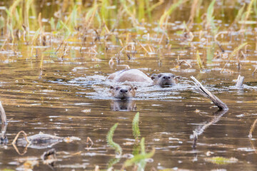Wild river otters swimming around and catching fish in a pond in Grand Teton National Park (Wyoming).