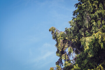tree and blue sky