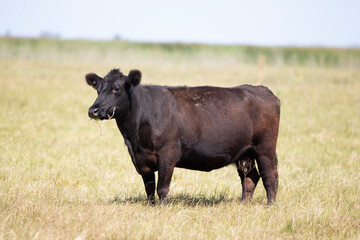 angus en el campo