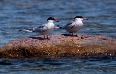 Common Terns enjoying the view