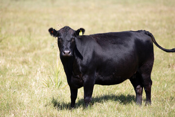 angus en el campo