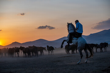 Wild horses run in foggy at sunset. Between Cappadocia and Kayseri, Turkey