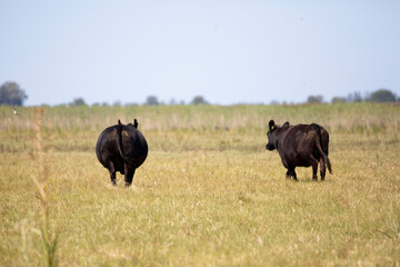angus en el campo