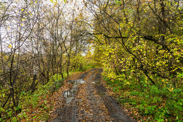Road through beautiful autumn forest with different trees. Autumn landscape.
