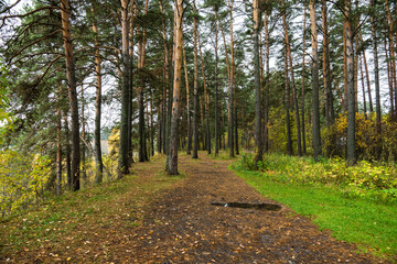 Road through beautiful autumn forest with different trees. Autumn landscape.